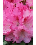 Рододендрон якушиманський Ексельсіор | Rhododendron yakushimanum Excelsior | Рододендрон якушиманский Эксельсиор
